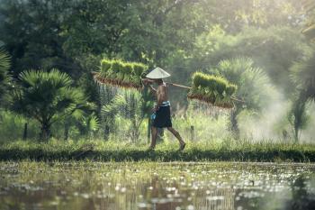 Efek Pandemi Covid-19 Hasilkan 8 Juta Petani Baru